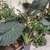 Alocasia Macrorrhiza Blac Stem  - pot 15 litre - Hauteur 150 cm_la jardinerie de Pessicart Nice 06100