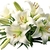 1 Lys Asiatic Blanc_la jardinerie de Pessicart Nice 06100 (1)