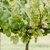 Vigne Vitis Italia raisins blanc _la jardinerie de Pessicart Nice 06100 (1)