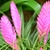 Tillandsia Raquette _ la jardinerie de Pessicart Nice 06100 (1)