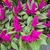 Celosia argentea violet pot de 1.5 litre_la jardinerie de Pessicart Nice 06100_la jardinerie de Pessicart Nice 06100 (1)