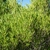 Phillyrea angustifolia_la jardinerie de Pessicart Nice 06100