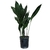 Apidistra d21_la jardinerie de Pessicart Nice 06100