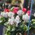 Cyclamen pot 2 litres_la jardinerie de Pessicart Nice 06100 (1)