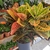 croton (Codiaeum)_la jardinerie de pessicart nice 06 LIVRAISON GRATUITE