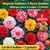 Bégonia tubéreux à grandes fleurs doubles_ la jardinerie de pessicart nice 06 LIVRAISON GRATUITE