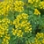 Rue officinale - Ruta graveolens_la jardinerie de pessicart nice 06 LIVRAISON GRATUITE