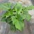 PHILODENDRON SELLOUM C3_la jardinerie de pessicart nice 06 LIVRAISON GRATUITE