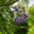 Jacaranda mimosifolia_la jardinerie de pessicart nice 06 LIVRAISON GRATUITE