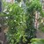 Pandorea jasminoides _la jardinerie de pessicart nice 06 LIVRAISON GRATUITE