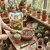 Terreau cactus et succulentes _la jardinerie de pessicart nice 06 LIVRAISON GRATUITE
