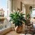 Fleur de lune - Spathiphyllum_la jardinerie de pessicart nice 06 LIVRAISON GRATUITE