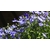 lobelia