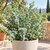 Eucalyptus gunnii - la jardinerie de pessicart nice 06 LIVRAISON GRATUITE