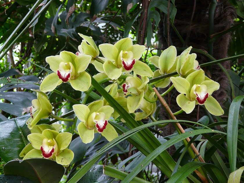 Orchidée Cymbidium Jaune Naturelle - 60-70cm - Pot 14cm - Parfumée - Plante D'Intérieur Hollandaise