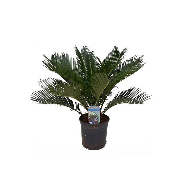 Cycas - Faux Palmier - Plantes d'extérieur/Les palmiers & assimilés - La  Jardinerie de Pessicart