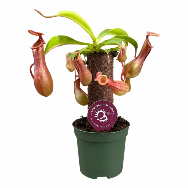 Nepenthes alata