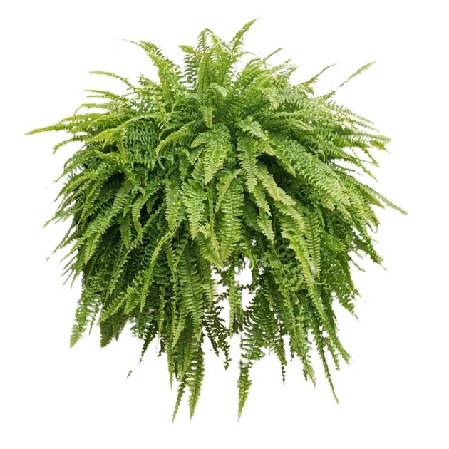 Lot De 3 Fougères Sabres Nephrolepis Exaltata - Pot 12 Cm - Plante Dépolluante & Humidifiante D'Intérieur