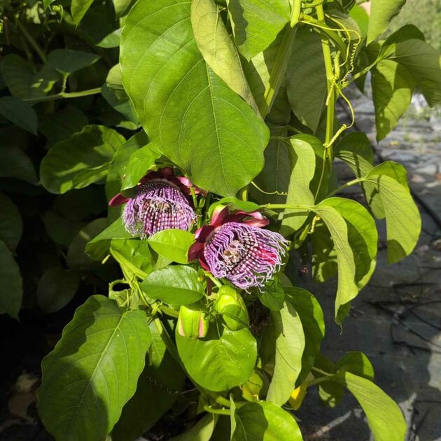 P. Quadrangularis Passiflore quadrangularis - Plantes d'extérieur/Plantes grimpantes - La ...