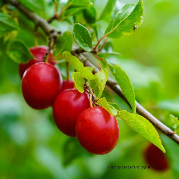 Le Prunus cerasifera 'Nigra' un arbre pourpre qui illumine votre jardin — free download