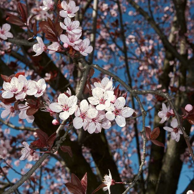 Le Prunus cerasifera 'Nigra' un arbre pourpre qui illumine votre jardin — free download