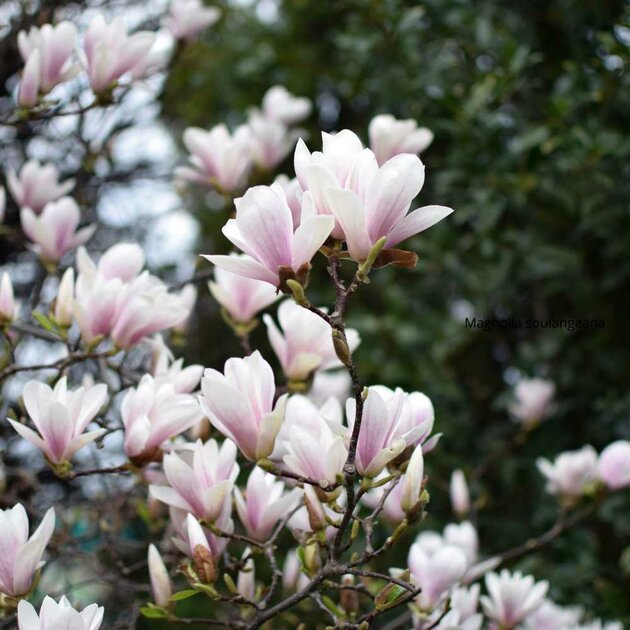 Plante Artificielle Exterieur Arbre De Magnolia Artificiel, Grand Arbre De Magnolia De Simulation, Fausse Plante À Grande Échelle du Sol Au Plafond, for La Décoration du Salon, du Bureau Et du Jardin