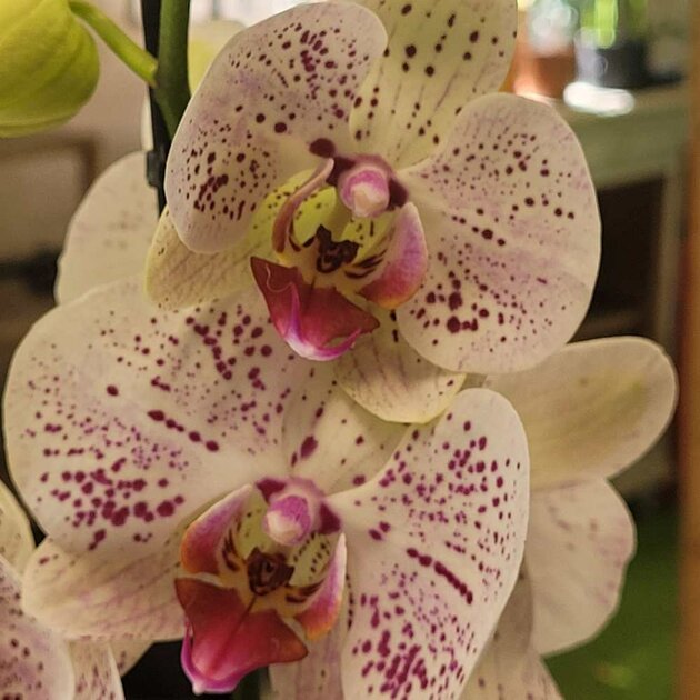 Magnifique Orchidée Papillon Phalaenopsis – 35 Cm – Qualité Premium Botanicly