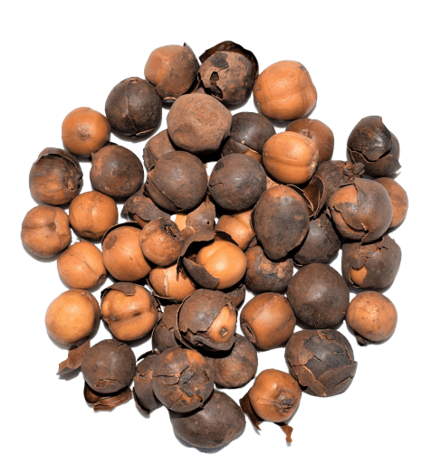 rondelle-arbre-à-ail-kalô
