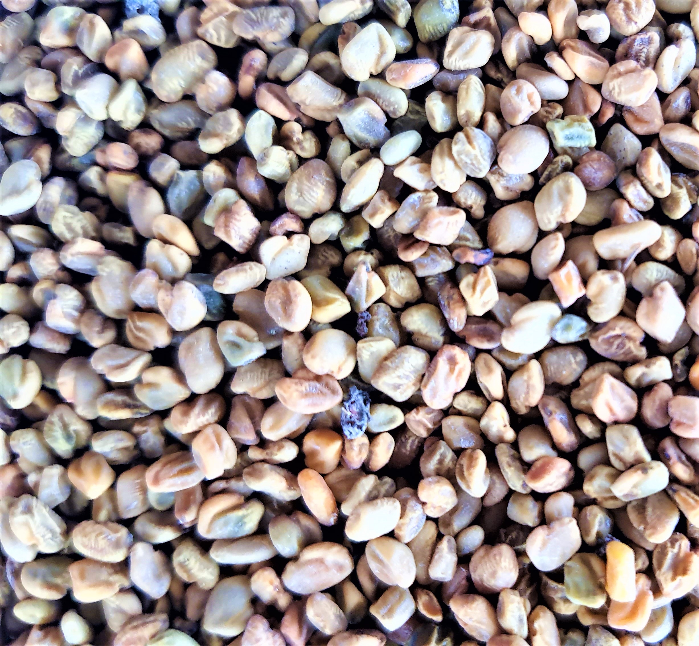 Fenugrec graines (trigonella foenum-graecum), Inde et Maghreb