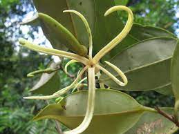xylopia ethiopica