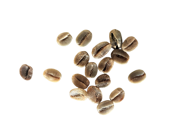 grains-café-vert-oku