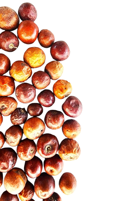 fruits-du-jujubier-2