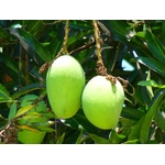 mangue verte