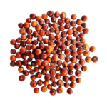 fruits-du-jujubier