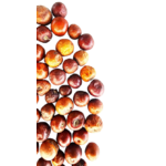 fruits-du-jujubier-2