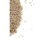 sesame-humera-kalô2