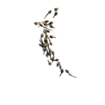 Baies_de_cannelier_Kalô