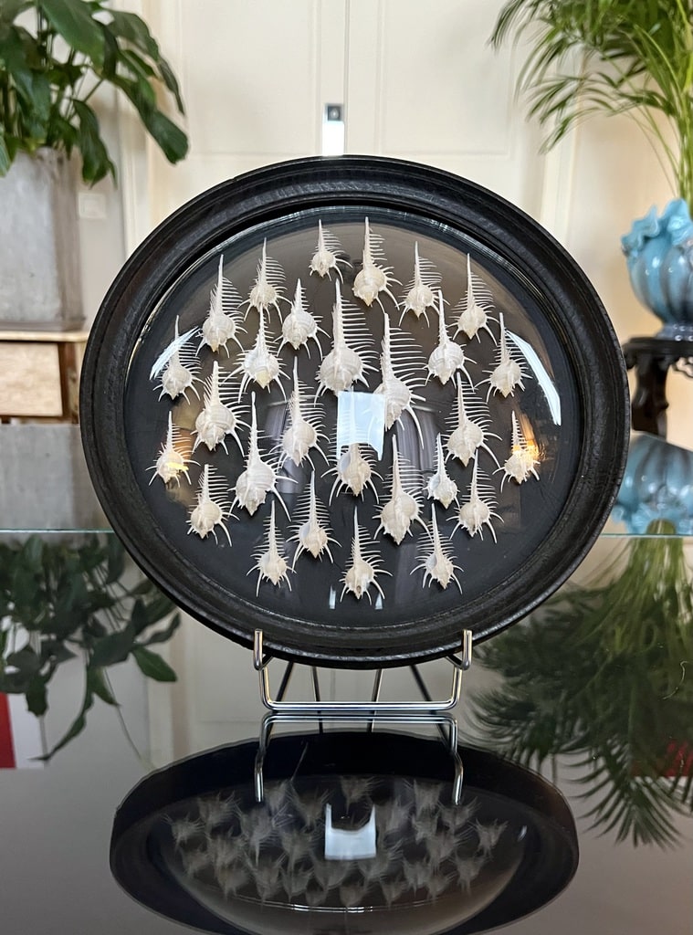 cadre-verre-bombe-decoration-cabinet-curiosites-coquillages-brocante