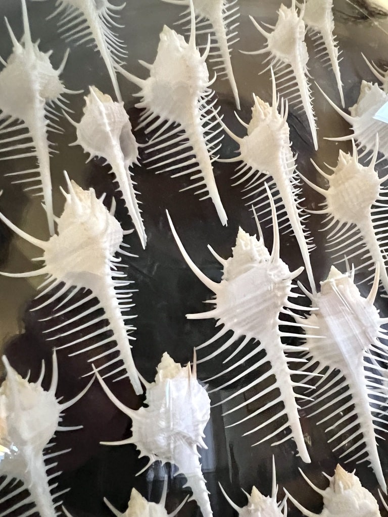 coquillages-decoration-murale-collection-boutique-en-ligne-deco