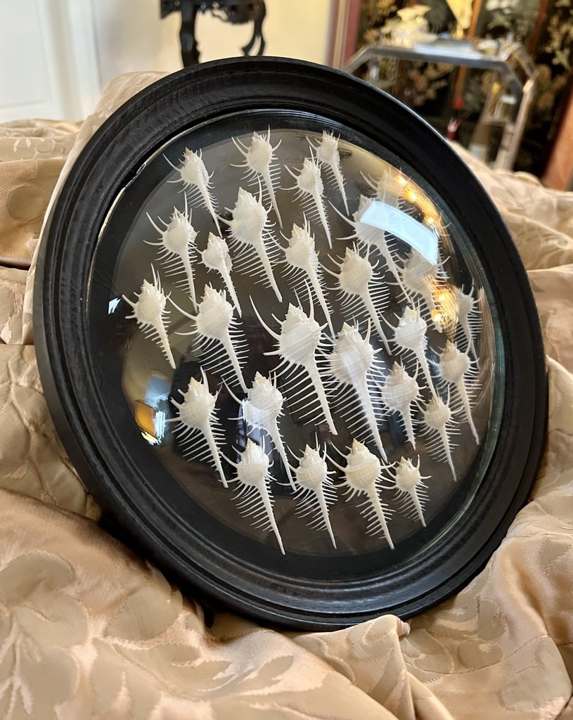 cadre-mural-rond-verre-bombe-collection-coquillages-cabinet-curiosites-brocante