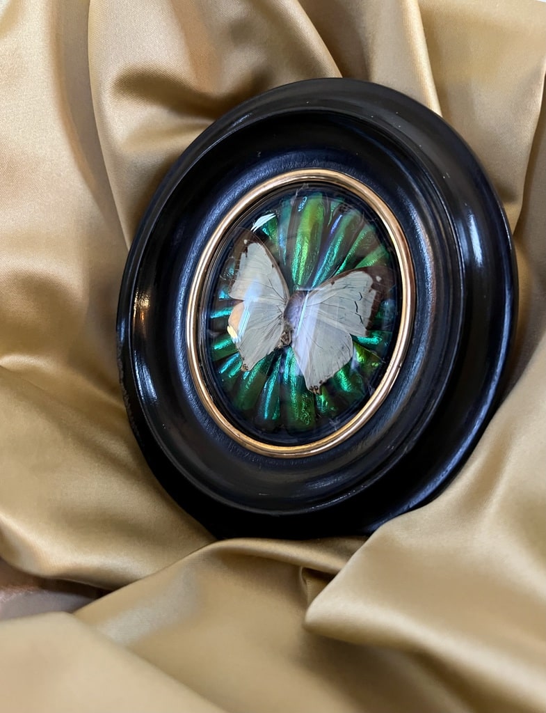cadre-ancien-insecte-papillon-cabinet-curiosites-19e-siecle-brocante-antiquaire