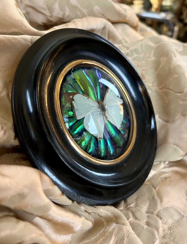 cadre-ovale-bois-noir-laiton-papillon-insectes-19e-siecle-napoleon-trois-decoration-murale-brocante-vintage