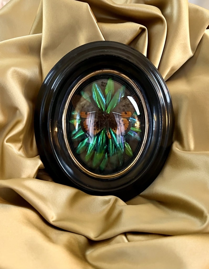 cadre-ancien-decoration-murale-napoleon-3-bois-noirci-laiton-papillon-insecte-naturalise-brocante-antiquites