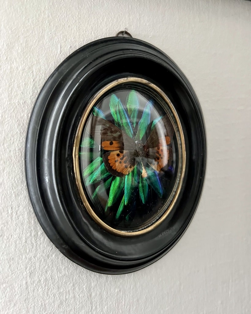 cadre-ovale-napoleon-III-bois-noirci-laiton-cabinet-curiosites-insecte-papillon-elytres-scarabees-brocante-antiquites