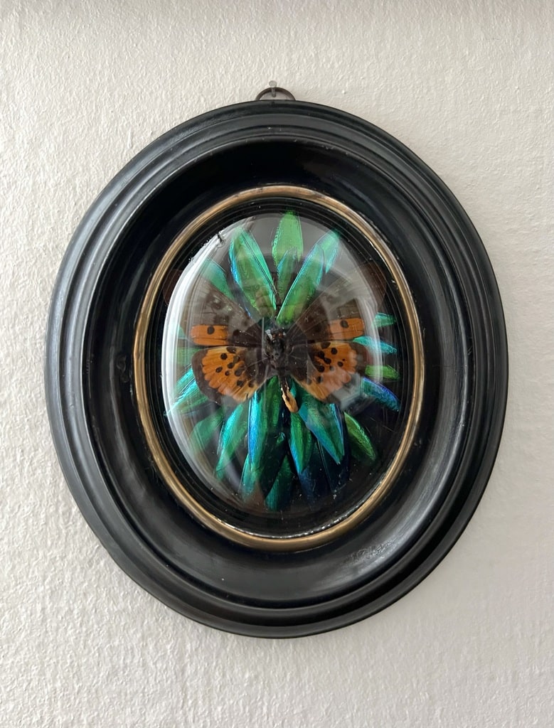 insecte-naturalise-scarabees-papillon-cadre-ancien-19e-siecle-brocante-antiquites