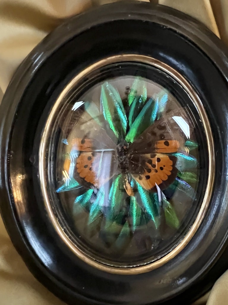 papillon-scarabées-sous-verre-cadre-ancien-ovale-napoleon-III-antiquites-brocante