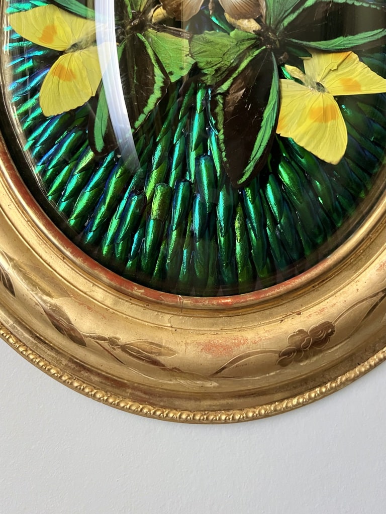 cadre-napoleon-III-verre-bombe-bois-dore-a-la-feuille-d-or-elytres-scarabees-papillons-decoration-murale-brocante-antiquaire