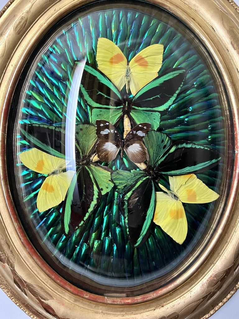 composition-insectes-naturalises-scarabees-papillons-cadre-ovale-verre-bombe-napoleon-III-brocante-antiquaire