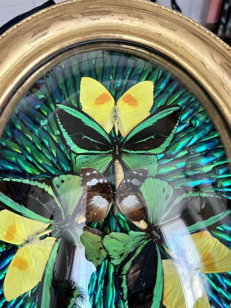 Cadre Ancien Restauré Avec Papillon Bleu - Bois Et Verre Bombé - Curiosités