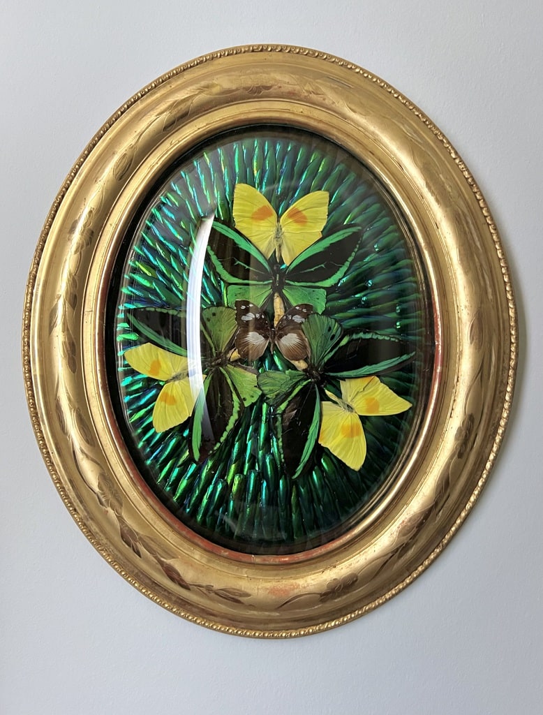 cadre-mural-napoleon-III-bois-dore-a-la-feuille-papillons-elytres-scarabees-insectes-naturalises-vert-jaune-antiquaire-brocante